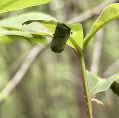 Homoeolabus analis