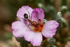 Monomorium subopacum