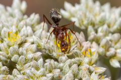Camponotus feae