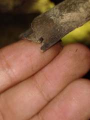 Dolichognatha
