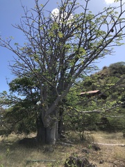 Adansonia digitata