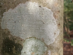 Phlyctis boliviensis