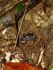 Geosesarma noduliferum