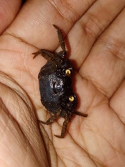 Geosesarma noduliferum