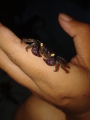 Geosesarma noduliferum
