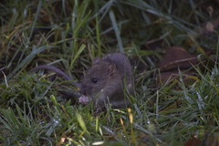 Rattus norvegicus