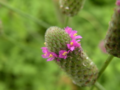 Dalea emarginata