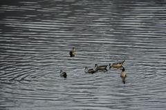 Lophonetta specularioides