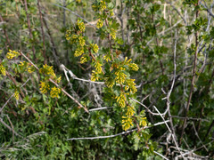 Ribes aureum aureum