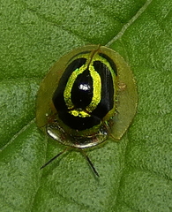 Coptocycla arcuata
