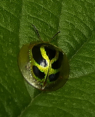 Coptocycla arcuata