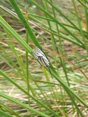 Ctenucha vittigera