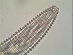 Mesocriconema