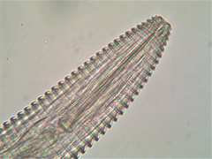 Mesocriconema