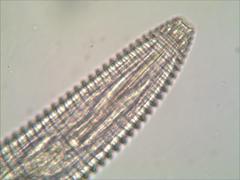 Mesocriconema