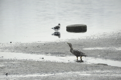 Tachyeres patachonicus