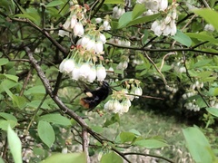 Bombus ardens