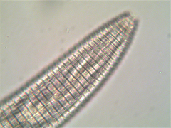 Mesocriconema
