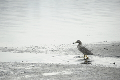 Tachyeres patachonicus