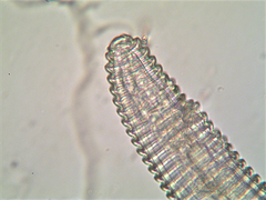 Mesocriconema