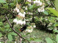 Bombus ardens