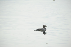 Tachyeres patachonicus