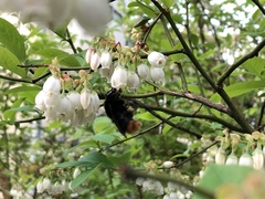 Bombus ardens