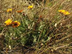 Arctotis breviscapa