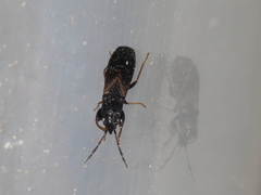 Piezoscelis staphylinus