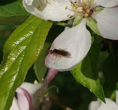 Hoplocampa