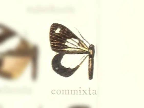 Euchontha commixta