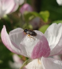 Hoplocampa