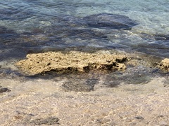 Phragmatopoma caudata