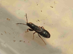 Piezoscelis staphylinus