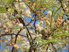 Anadenanthera colubrina