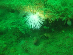 Protanthea simplex