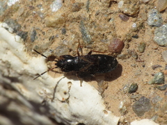 Piezoscelis staphylinus