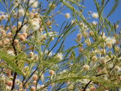 Anadenanthera colubrina