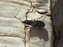 Piezoscelis staphylinus