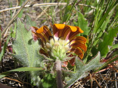 Arctotis breviscapa
