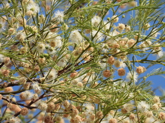 Anadenanthera colubrina