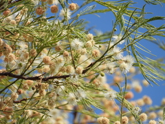 Anadenanthera colubrina
