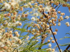 Anadenanthera colubrina