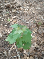 Vitis monticola