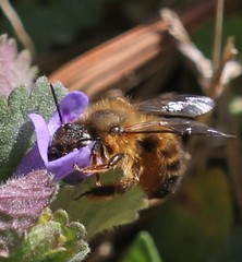 Osmia taurus