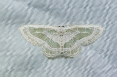 Pseudeuchlora kafebera