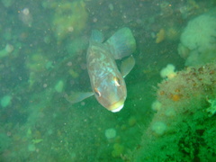 Ballan Wrasse