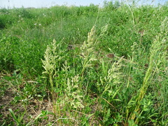 Poa trivialis