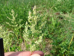 Poa trivialis