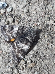 Archiearinae